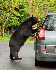 Brown bear vs car © irakite