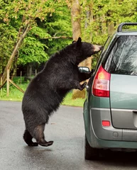 Fotobehang Beer Brown bear vs car  © irakite