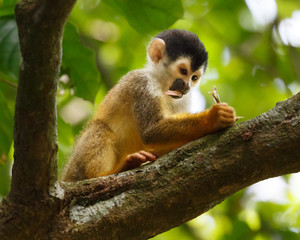 Squirrel Monkey appears to be deep in thought writing
