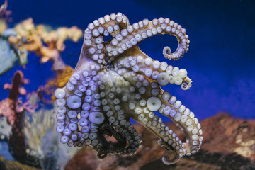 Close up view lively bright color octopus on background blue sea aquarium coral. Devilfish poulpe...
