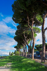 street with pine trees at sunny summer day in Rome, Italy