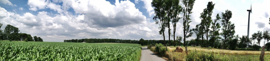 Fototapeta na wymiar Panorama mit Maisfeld und Feldweg