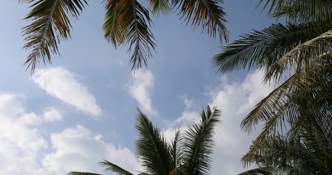 Palm trees against floating sky, 4K (Canon EOS 5D Mark IV)