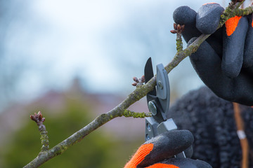 ein Obstbaum wird fachgerecht beschnitten