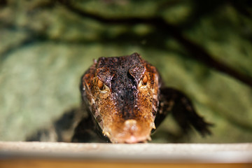 Head of a crocodile