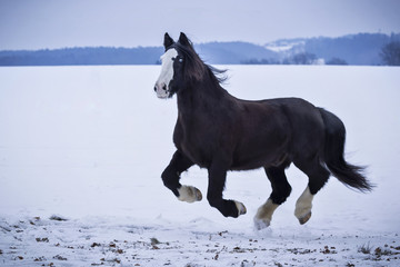 Fototapeta na wymiar Pferd läuft im Schnee