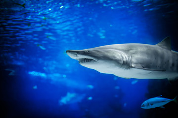 Great white shark