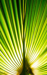 Fototapeta premium Tropic palm leaf in macro picture with abstract lines useful for background