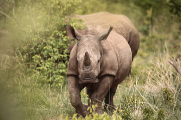 Rhino running