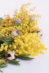 Fresh mimosa and quail eggs on it