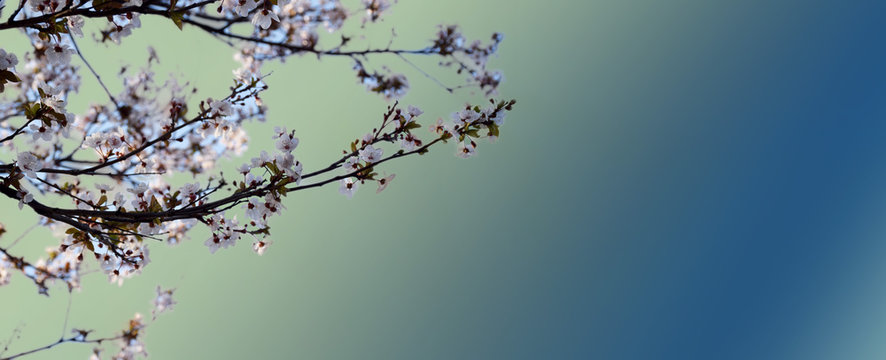 Spring background with peach flowers