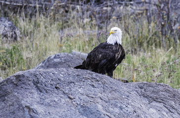 Bald Eagle