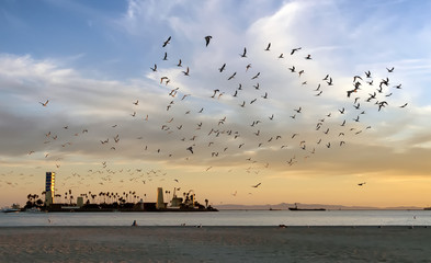 Long Beach sunset view with seagulls flying