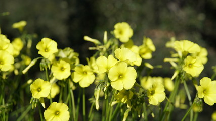Yellow flowers summer spring field