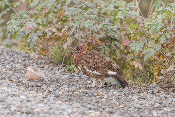 Willow Ptarmigan in Early Fall in Alaska