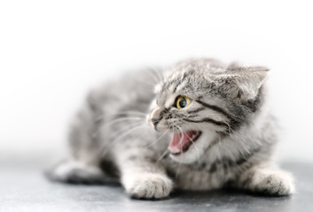 close-up of angry kitten