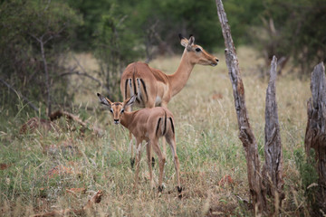 Safari in Africa
