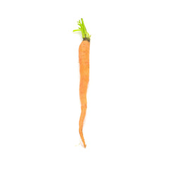 baby carrots isolated on a white background