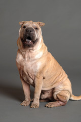 Chinese Shar Pei dog