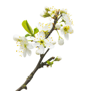 A branch of cherry blossoms isolated on white background. Flower. Easter