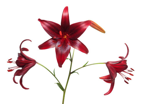 Fototapeta Beautiful flowers Asiatic hybrid lily Cola isolated on white background. Easter