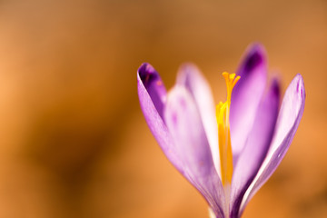 Crocus