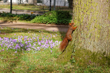 Squirrel in a local park