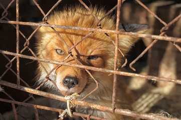 Unhappy fox in a cage