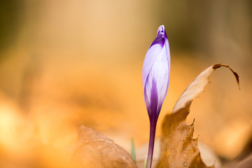 Crocus