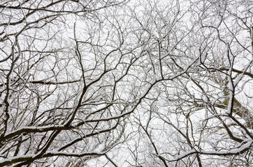 Fototapeta na wymiar Trees covered by snow