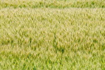 Yellow field of wheat