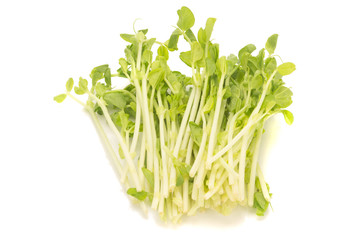 Pea Sprouts isolated on White Background