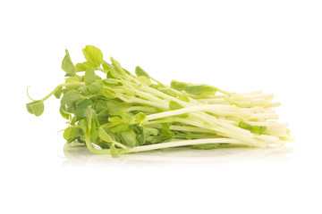 Pea Sprouts isolated on White Background