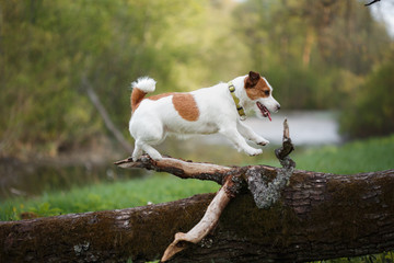 dog outdoors in a tree outside, breed Jack Russell Terrier