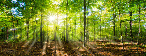 Grünes Wald Panorama im Sonnenschein - obrazy, fototapety, plakaty