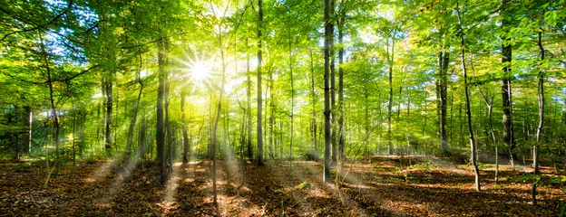 Foto auf Glas Grünes Wald Panorama im Sonnenschein © eyetronic