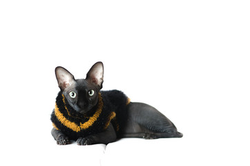 black Sphinx cat