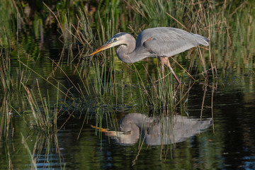 Great Blue Heron