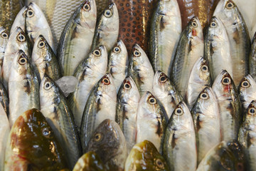 Obraz premium Fresh fish