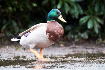 mallard duck in the rain, Brecon Beacons National park (craig Y nos)