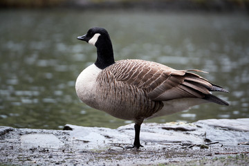 canada goose in brecon beacons national park (craig Y nos) 