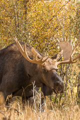 Naklejka na ściany i meble Bull Moose in Fall