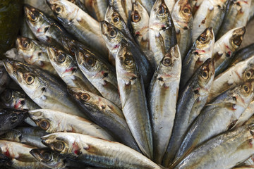 Obraz premium Fishes 