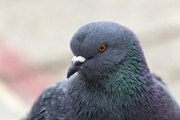 The Rock Dove