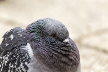 The Rock Dove