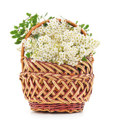 Fototapeta na wymiar White flowers in a basket.
