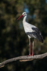 Stork on a tree