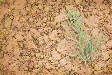 Cypress Leaves (Cupressus)