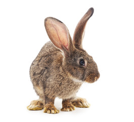Brown bunny.