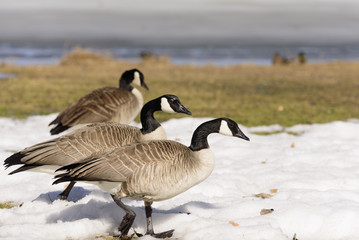 Geese in Snow
